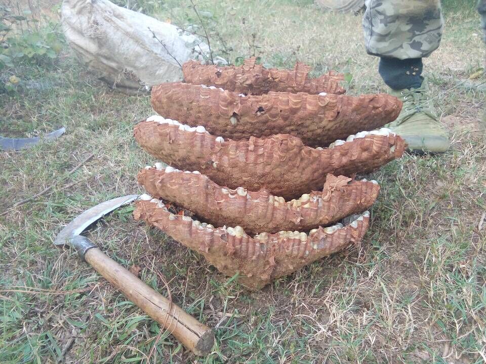 金环胡蜂和黑盾胡蜂养哪个比较好,金环胡蜂养殖全套技术公布