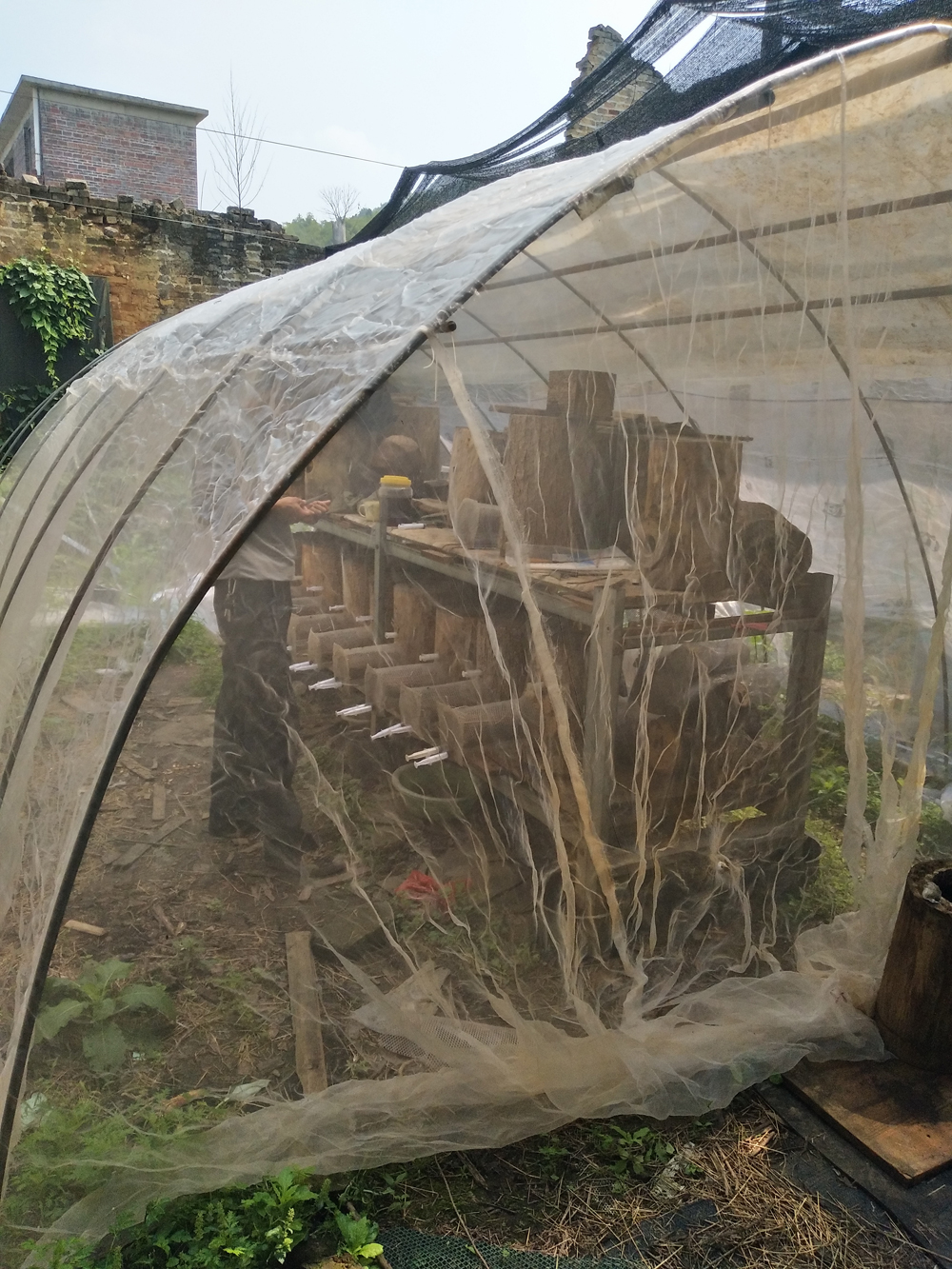 金环胡蜂和黑盾胡蜂养哪个比较好,金环胡蜂养殖全套技术公布