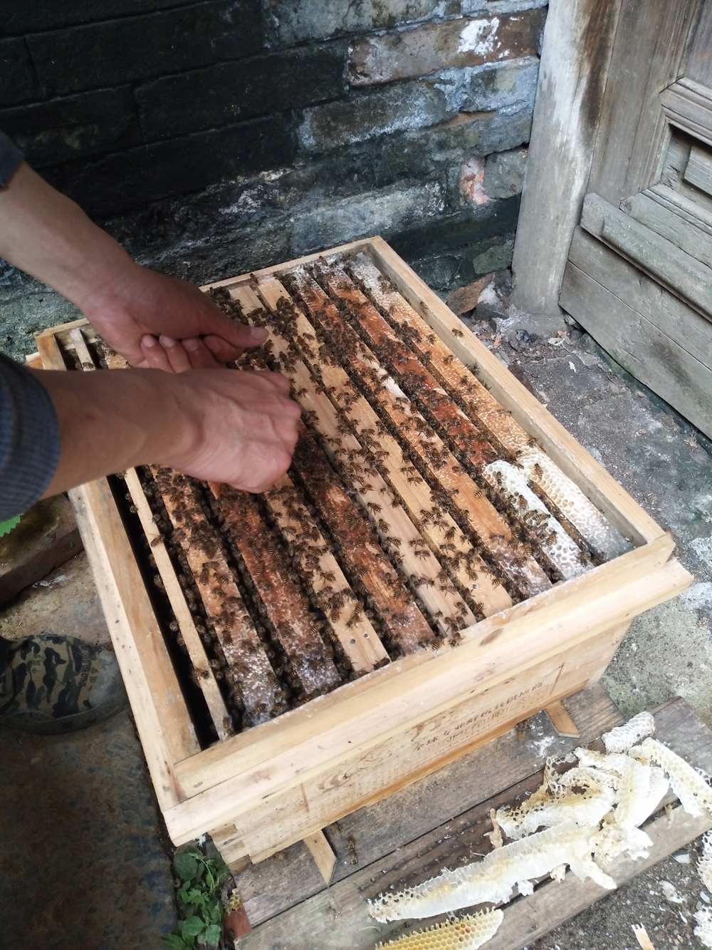 金环胡蜂和黑盾胡蜂养哪个比较好,金环胡蜂养殖全套技术公布