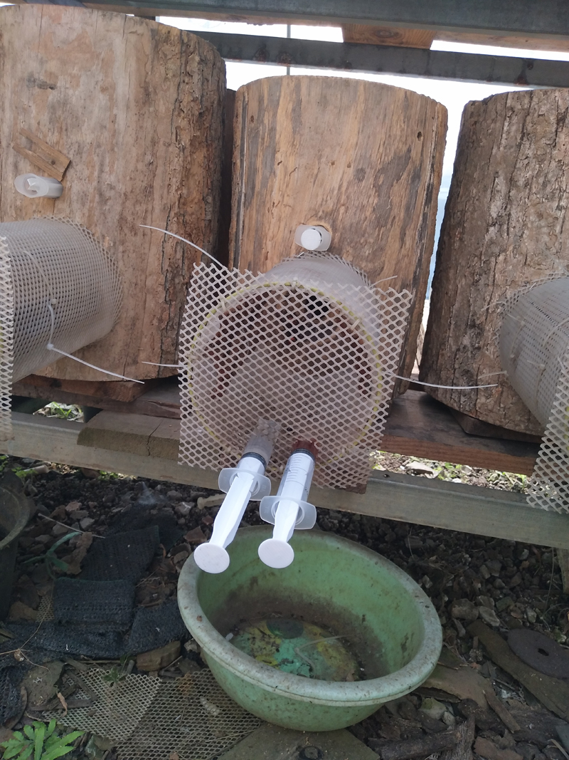 金环胡蜂和黑盾胡蜂养哪个比较好,金环胡蜂养殖全套技术公布