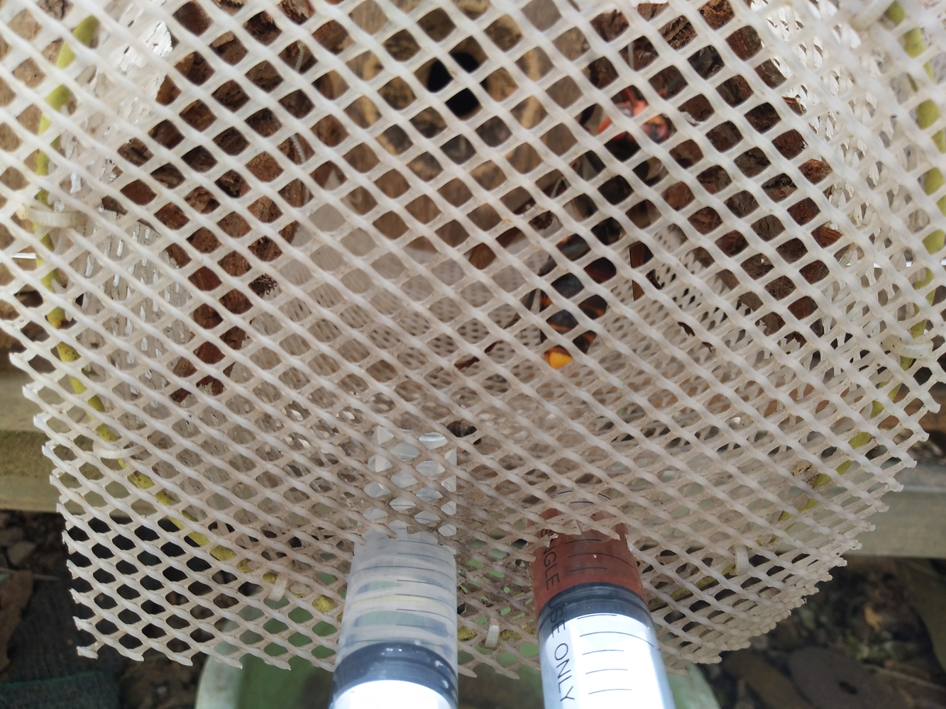 金环胡蜂和黑盾胡蜂养哪个比较好,金环胡蜂养殖全套技术公布