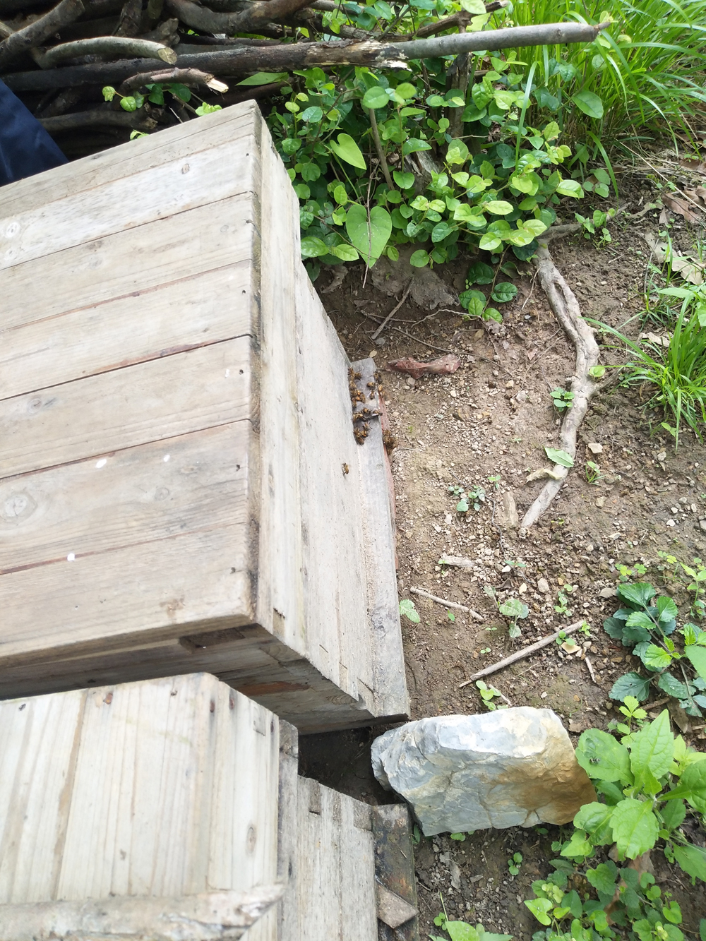 金环胡蜂和黑盾胡蜂养哪个比较好,金环胡蜂养殖全套技术公布