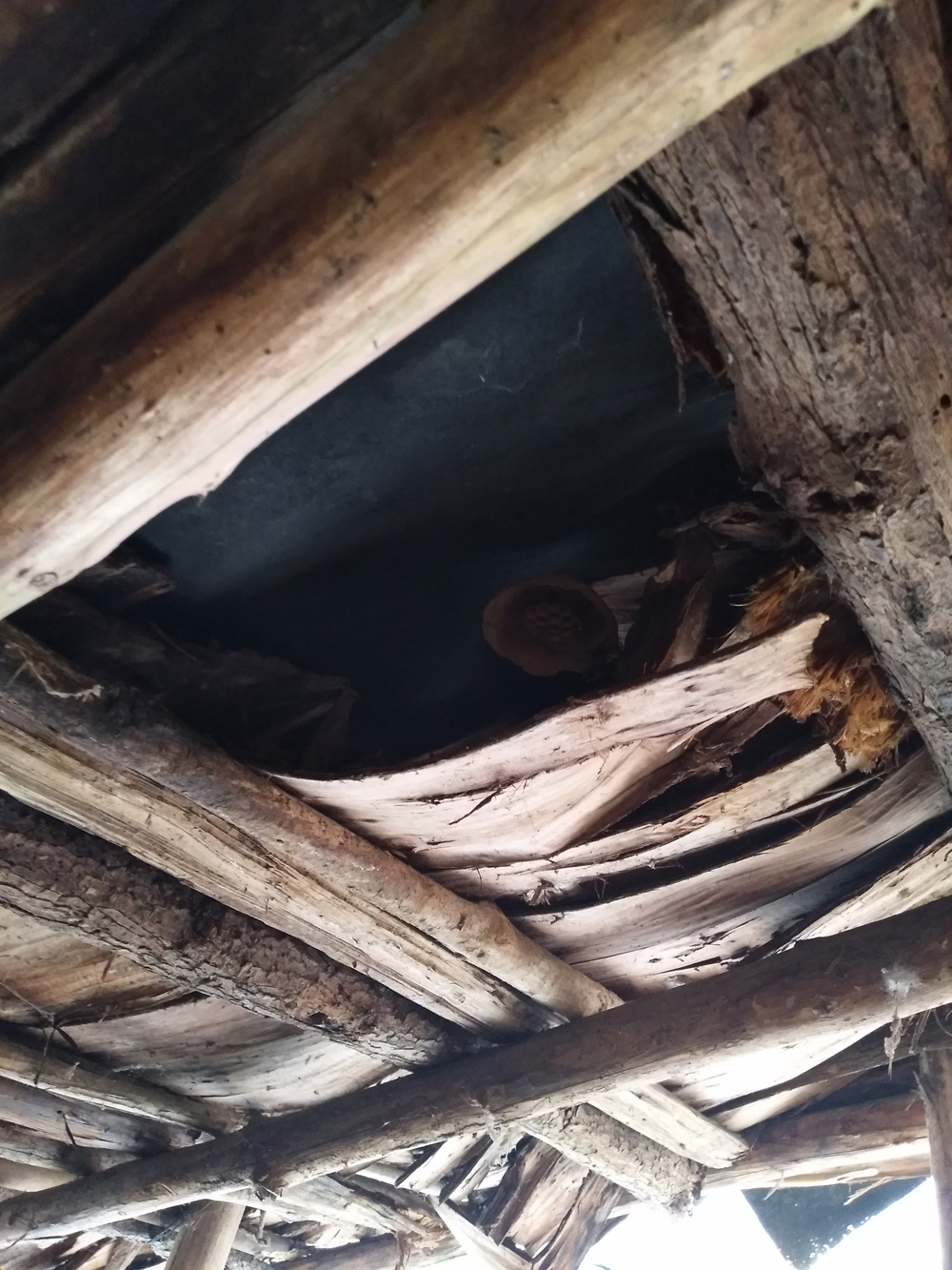 金环胡蜂和黑盾胡蜂养哪个比较好,金环胡蜂养殖全套技术公布