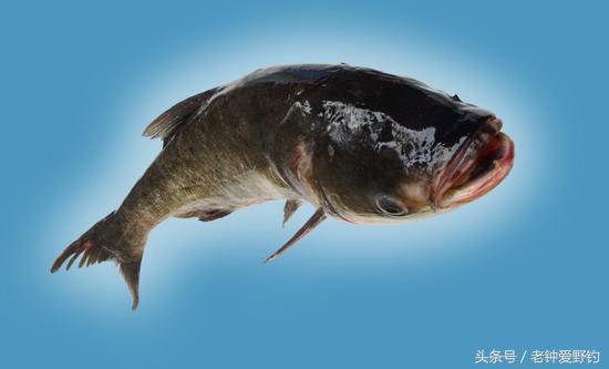 矶钓钓鲢鳙调漂详细教程,垂钓鲢鳙鱼天气降温钓深还是钓浅