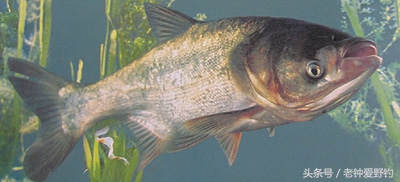 矶钓钓鲢鳙调漂详细教程,垂钓鲢鳙鱼天气降温钓深还是钓浅