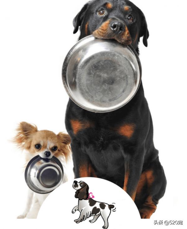 买的狗粮狗不吃怎么办,狗不吃新狗粮