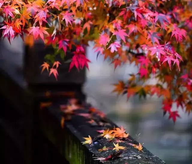 小窗幽记生活美学令人叹为观止,读小窗幽记经典语录