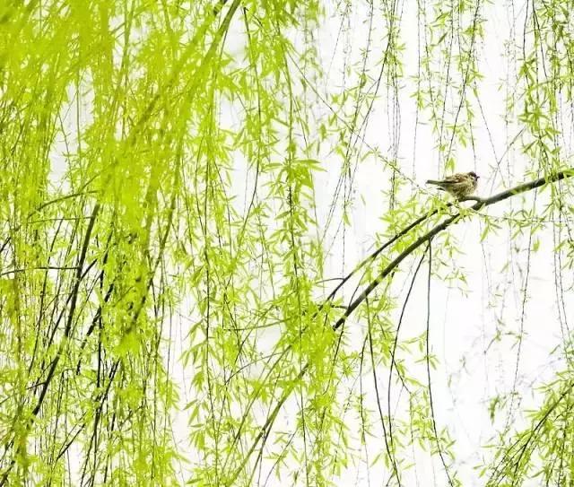 小窗幽记生活美学令人叹为观止,读小窗幽记经典语录