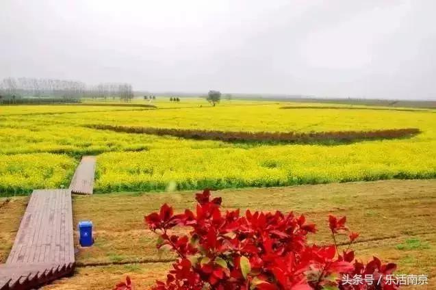 南京赏花季攻略,南京春季赏花时间