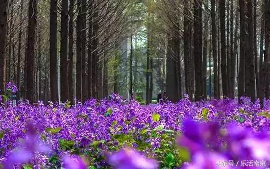 南京赏花季攻略,南京春季赏花时间