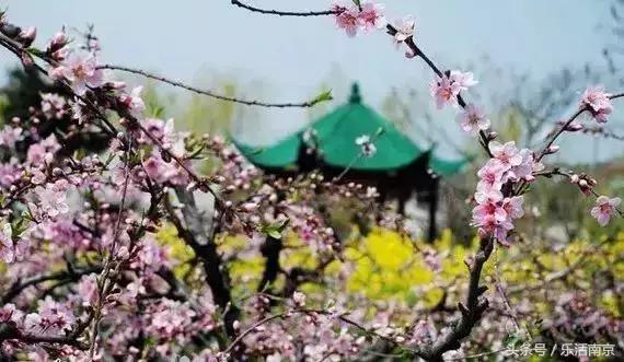 南京赏花季攻略,南京春季赏花时间
