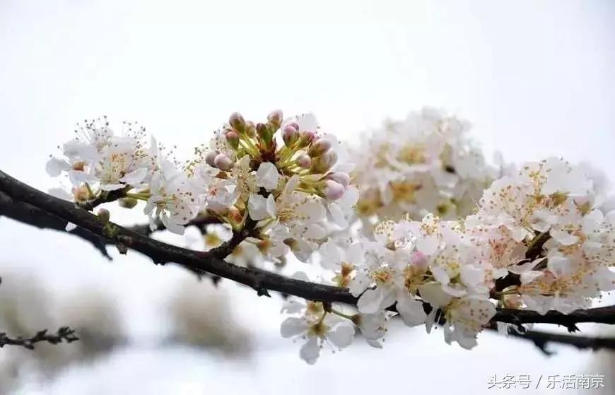 南京赏花季攻略,南京春季赏花时间