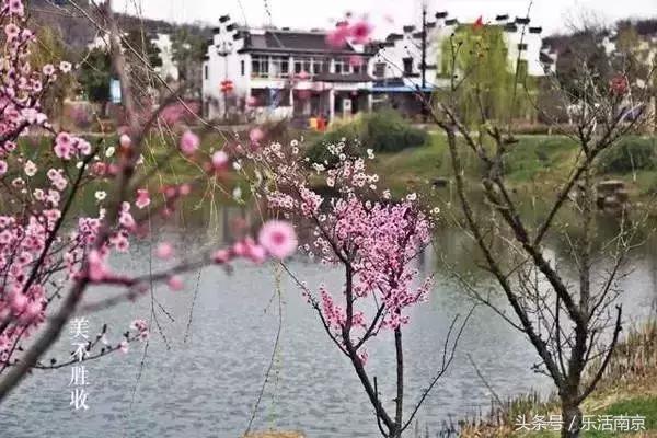 南京赏花季攻略,南京春季赏花时间