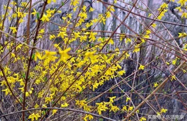 南京赏花季攻略,南京春季赏花时间