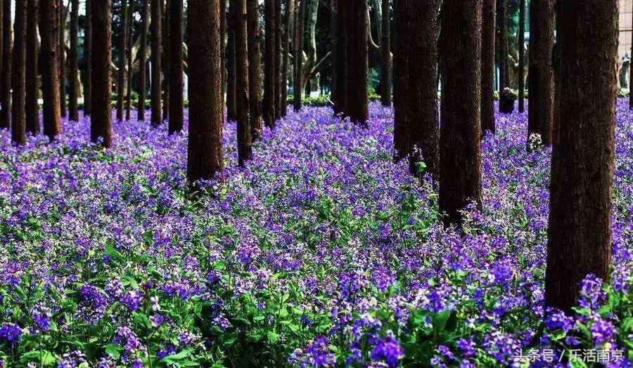 南京赏花季攻略,南京春季赏花时间