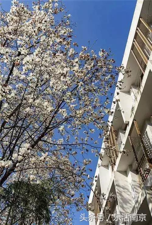 南京赏花季攻略,南京春季赏花时间