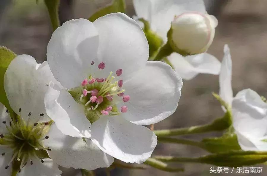 南京赏花季攻略,南京春季赏花时间