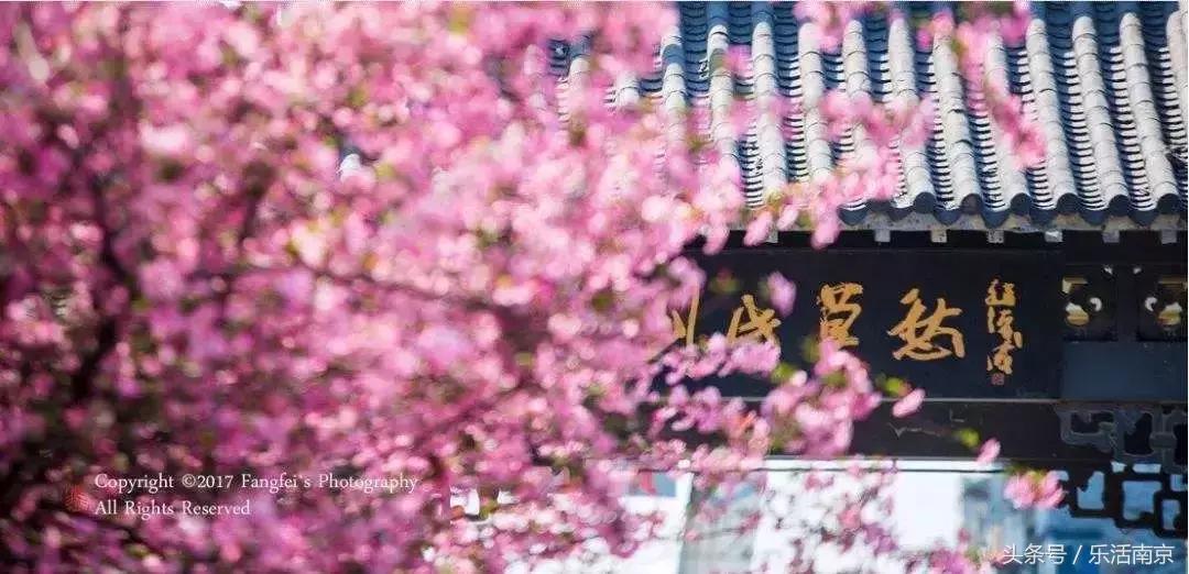 南京赏花季攻略,南京春季赏花时间