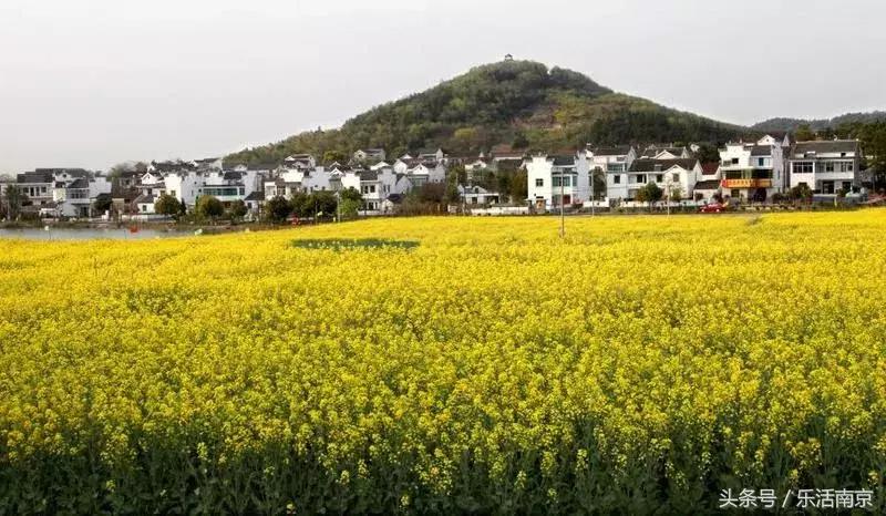 南京赏花季攻略,南京春季赏花时间