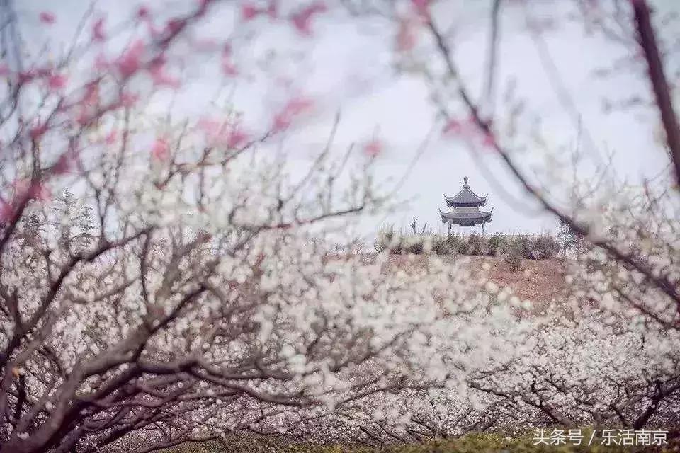 南京赏花季攻略,南京春季赏花时间