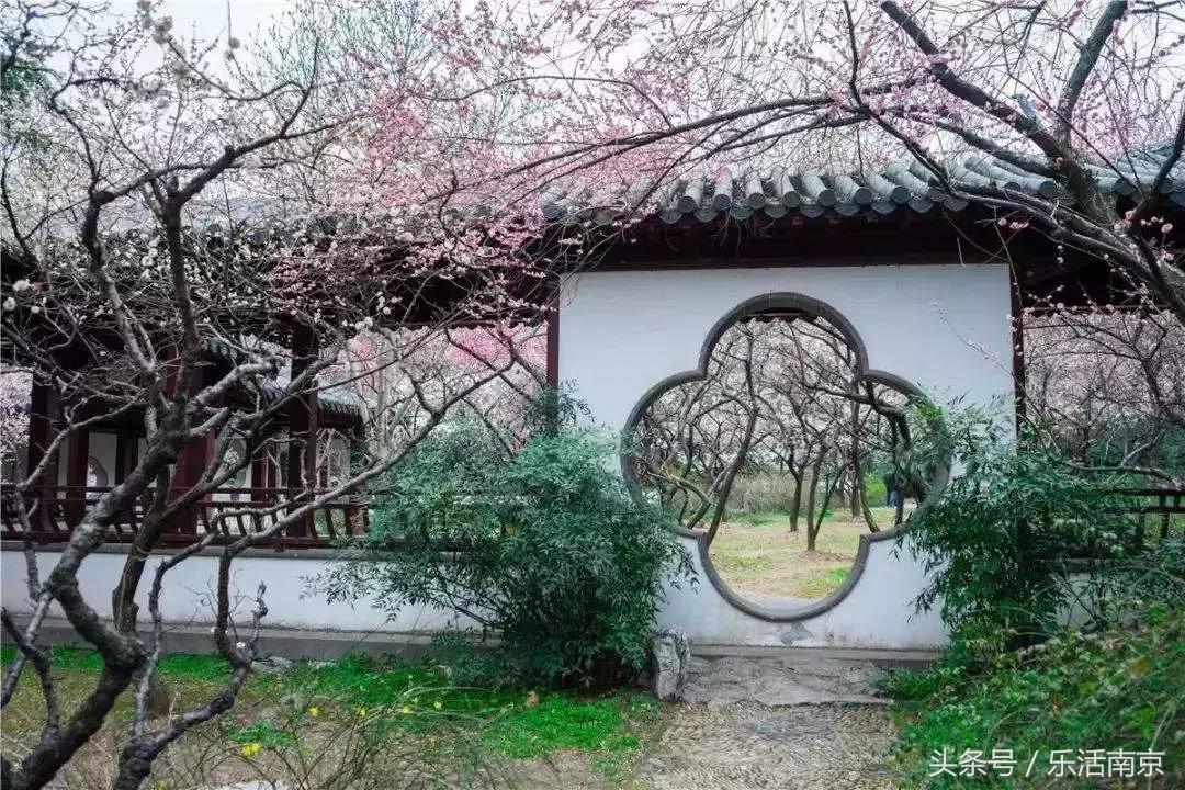 南京赏花季攻略,南京春季赏花时间