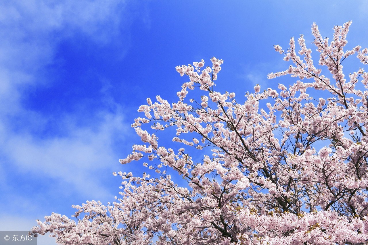 春回大地万物复苏思念远方的你,春回大地樱花盛开