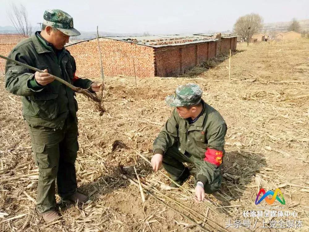 柳林屯乡土地流转,柳林经济转型