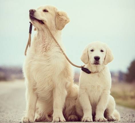 想养狗怕咬人,想养狗怕脏