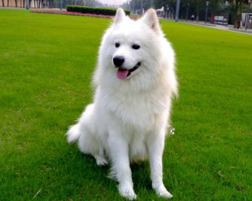 想养狗怕咬人,想养狗怕脏