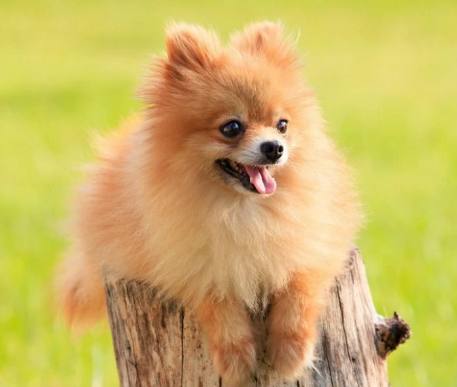 想养狗怕咬人,想养狗怕脏