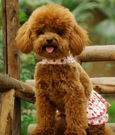 想养狗怕咬人,想养狗怕脏