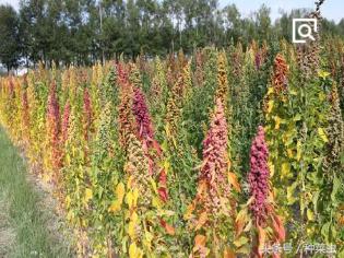 藜麦的种植技术,藜麦的种植条件