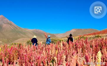 藜麦的种植技术,藜麦的种植条件