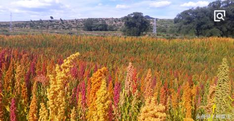 藜麦的种植技术,藜麦的种植条件