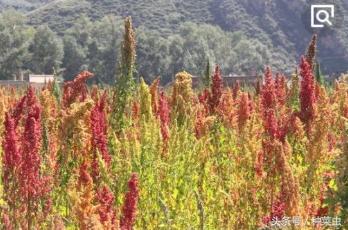 藜麦的种植技术,藜麦的种植条件