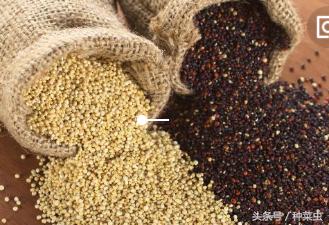 藜麦的种植技术,藜麦的种植条件