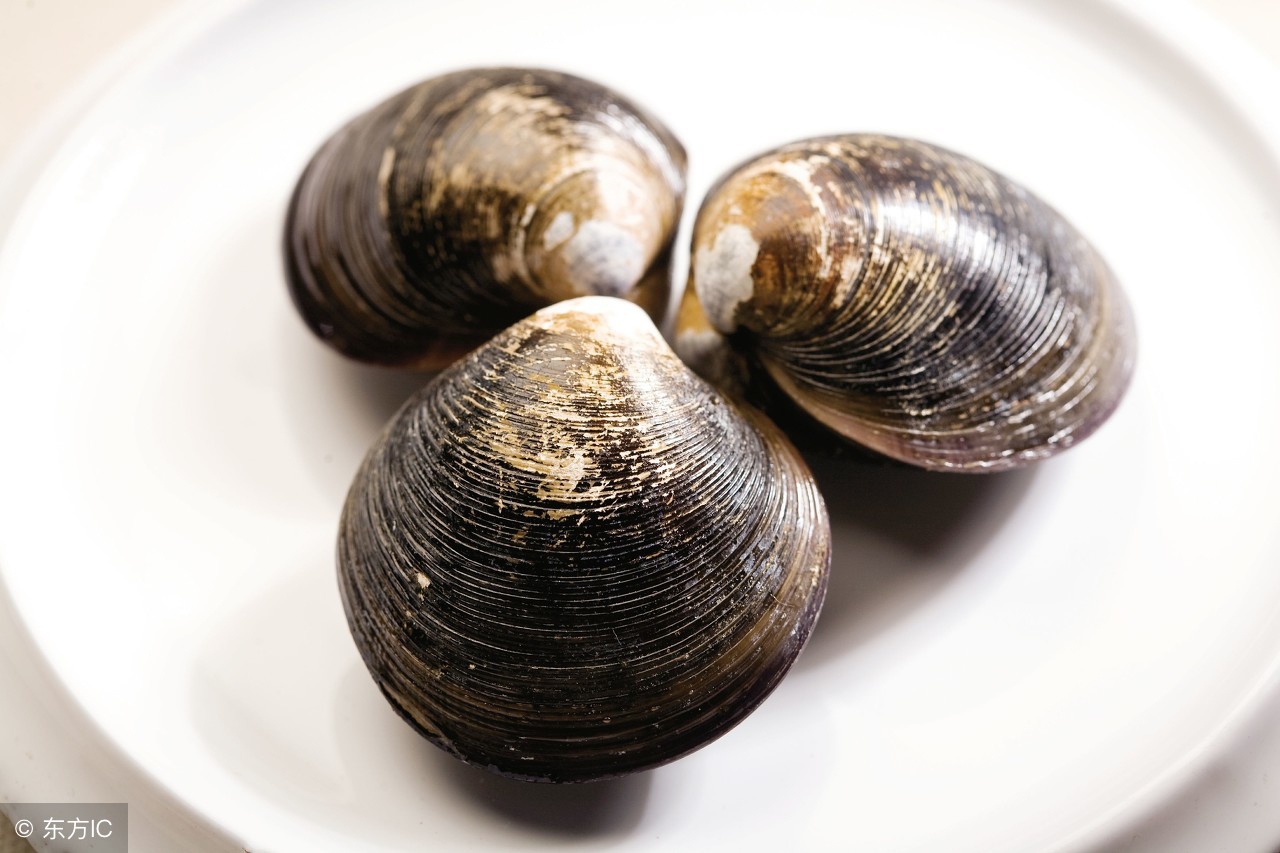 蛤蜊怎么做好吃儿童,蛤蜊怎么做好吃视频教程