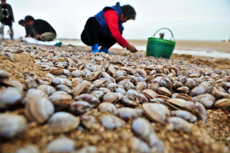 蛤蜊怎么做好吃儿童,蛤蜊怎么做好吃视频教程