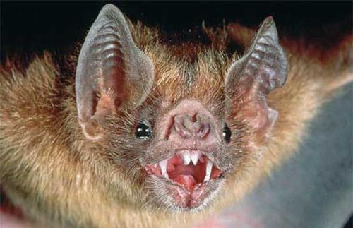 蛤蜊怎么做好吃儿童,蛤蜊怎么做好吃视频教程