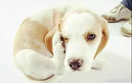 狗狗湿疹可以用人用的湿疹药吗,狗狗湿疹是什么细菌引起的