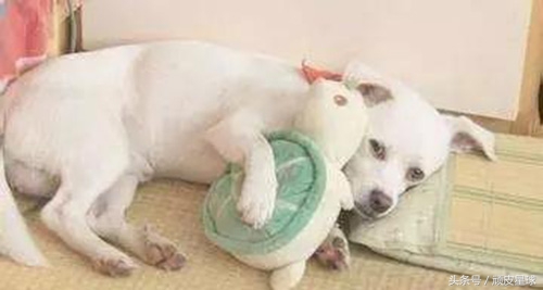 狗狗湿疹可以用人用的湿疹药吗,狗狗湿疹是什么细菌引起的