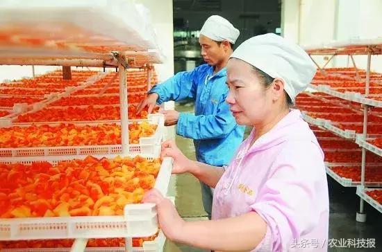 搞农业没有钱了该怎么办,搞农业不赚钱的案例