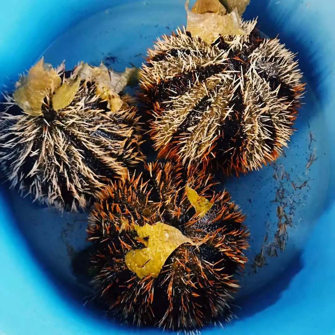 仙本那和印度尼西亚潜水哪个更好,仙本那世界潜水圣地