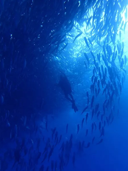 仙本那和印度尼西亚潜水哪个更好,仙本那世界潜水圣地