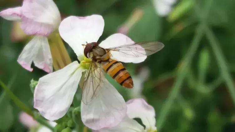 露台一年四季花卉,露台花木