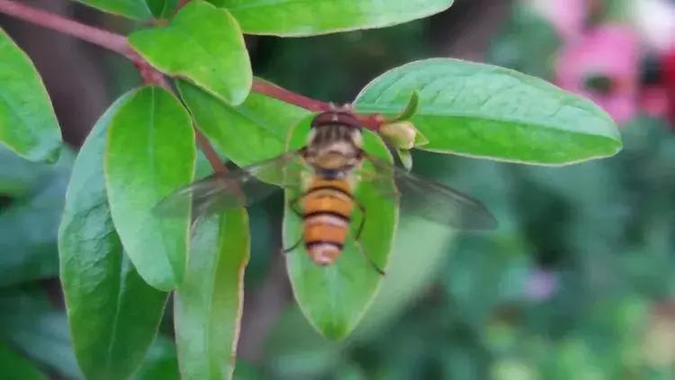 露台一年四季花卉,露台花木