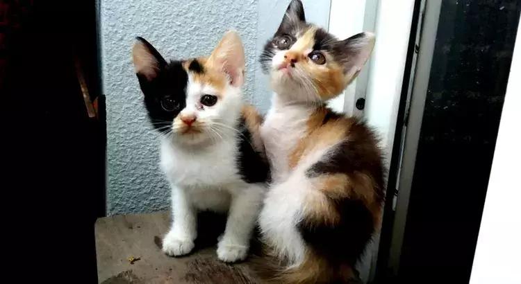 露台一年四季花卉,露台花木