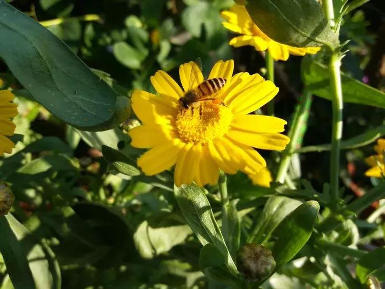 露台一年四季花卉,露台花木