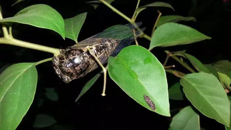 露台一年四季花卉,露台花木