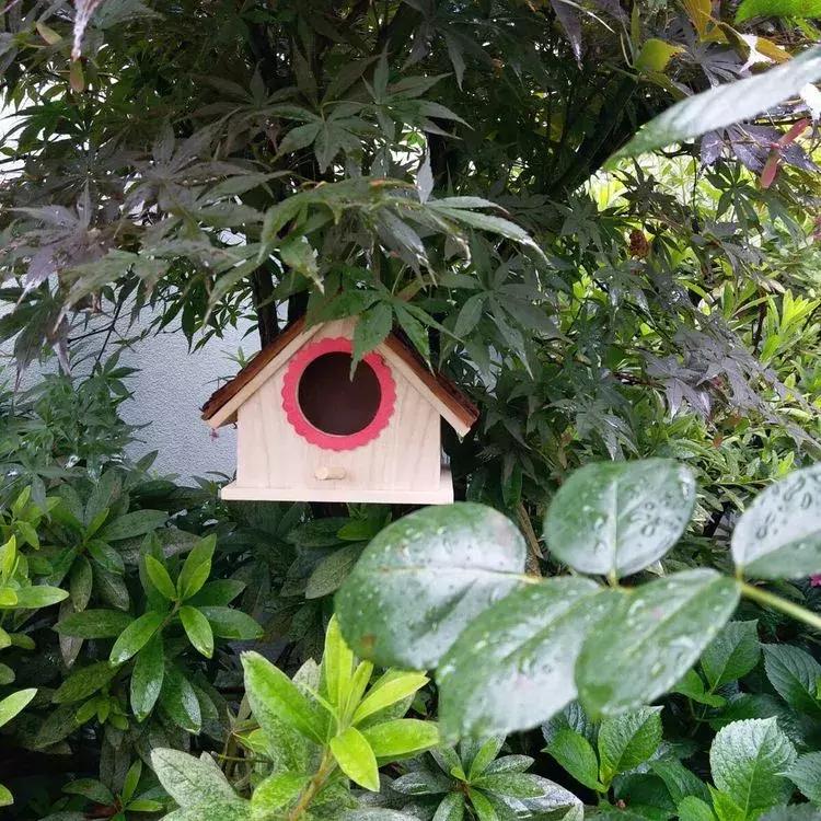 露台一年四季花卉,露台花木